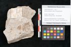 Foto (Detailansicht) von Apocynophyllum affine Ettingshausen (NHMW-GEO-2024-0188-10157)